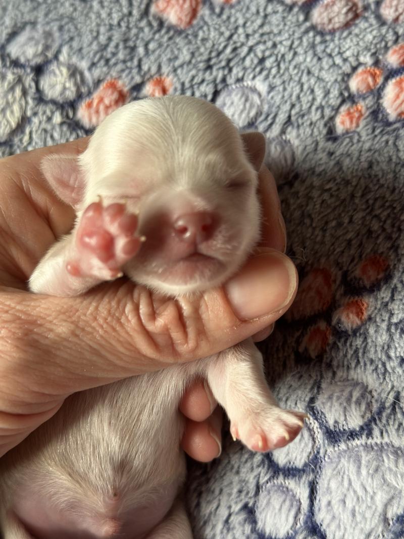 1er chiot (Portée Vik ❤ U2 2026) - Mâle Creme Mâle Chihuahua Poil Long