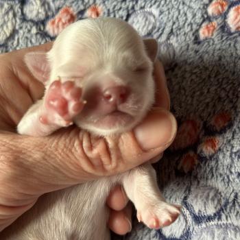 chiot Chihuahua Poil Long Creme Des Pierres de Lune