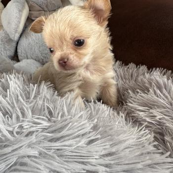 chiot Chihuahua Poil Long Creme M3 Des Pierres de Lune