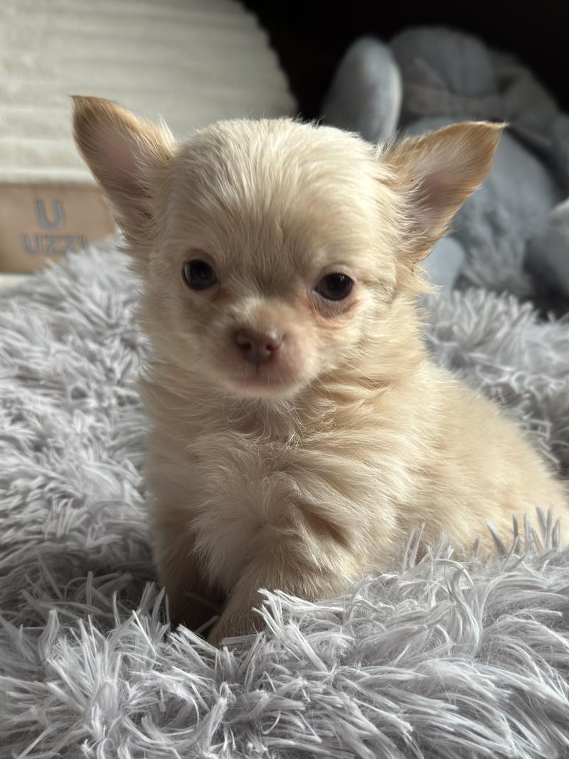 M3 Mâle Chihuahua Poil Long