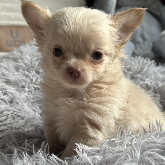 M3 Mâle Chihuahua Poil Long