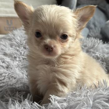 chiot Chihuahua Poil Long Creme M3 Des Pierres de Lune