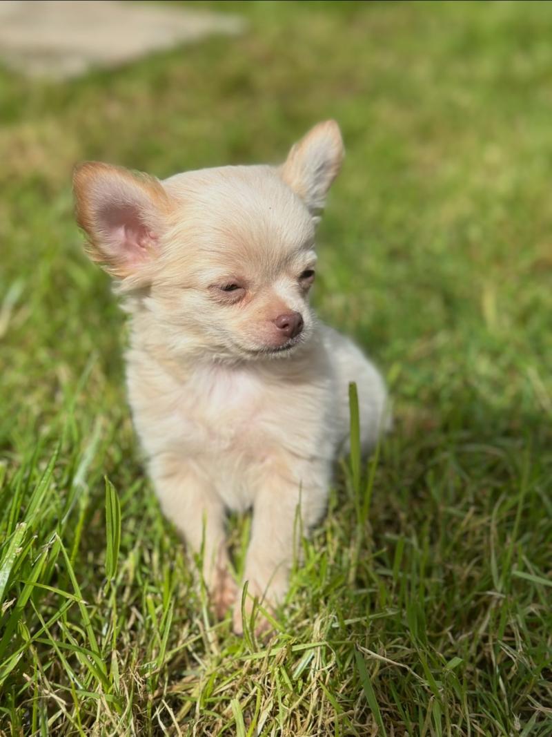 Tibo Mâle Chihuahua Poil Long