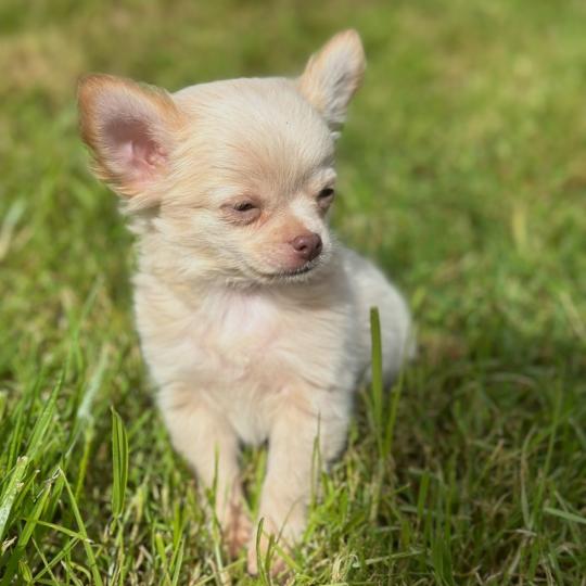Tibo Mâle Chihuahua Poil Long