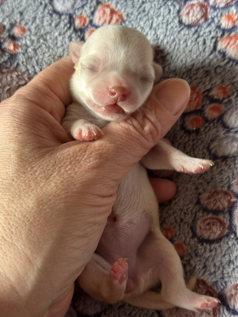 2e chiot (Portée Vik ❤ U2 2026) - Femelle Crème Femelle Chihuahua Poil Court