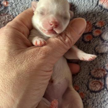 chiot Chihuahua Poil Court Crème Des Pierres de Lune