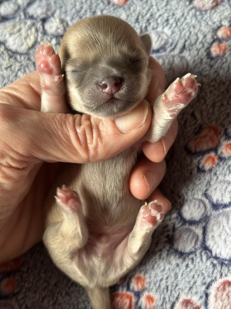 3e chiot (Portée Vik ❤ U2 2026) - Mâle Lavande Mâle Chihuahua Poil Long