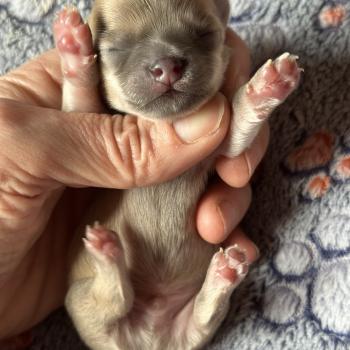 chiot Chihuahua Poil Long Lavande Des Pierres de Lune