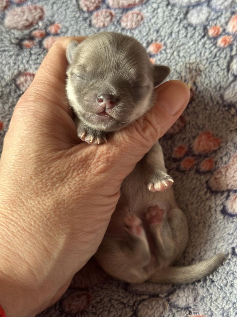 4e chiot (Portée Vik ❤ U2 2026) - Femelle Lavande Femelle Chihuahua Poil Long