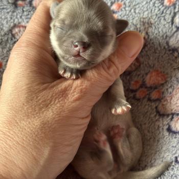 chiot Chihuahua Poil Long Lavande Des Pierres de Lune