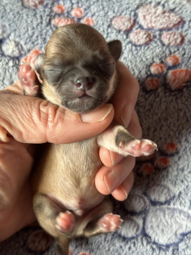 5e chiot (Portée Vik ❤ U2 2026) - Mâle Fauve charbonnee Mâle Chihuahua Poil Court