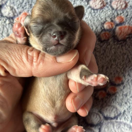 5e chiot (Portée Vik ❤ U2 2026) - Mâle Fauve charbonnee Mâle Chihuahua Poil Court
