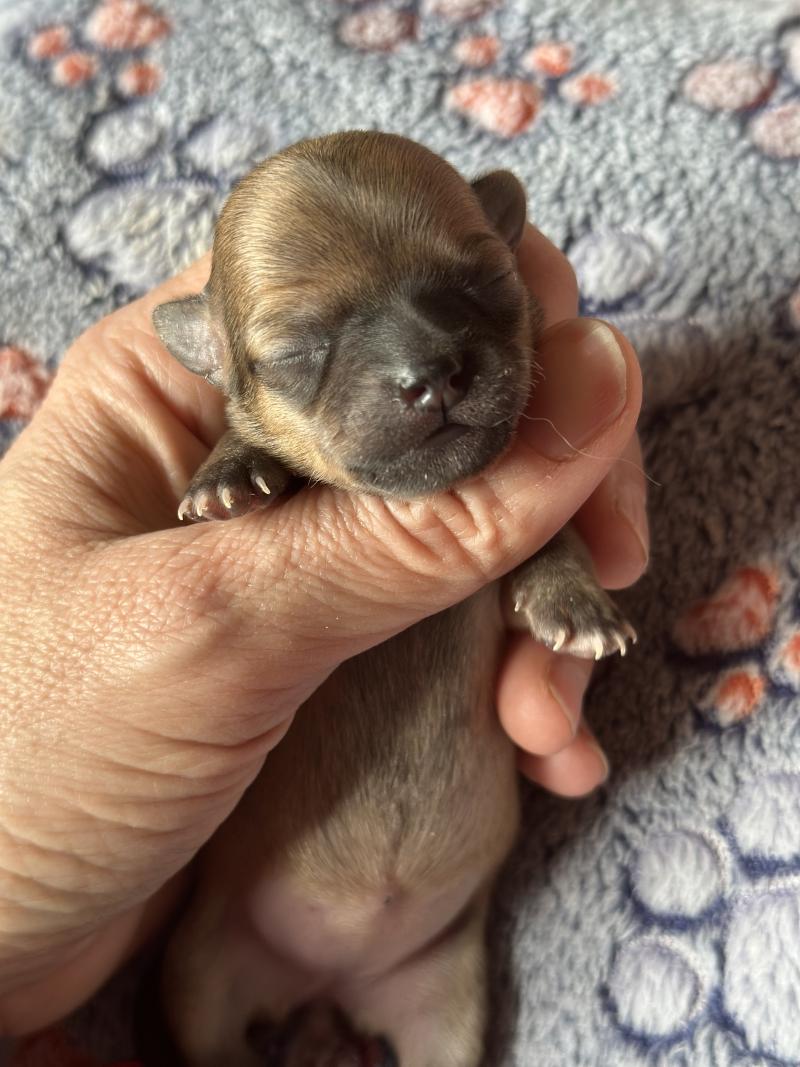 6e chiot (Portée Vik ❤ U2 2026) - Femelle Fauve charbonnée Femelle Chihuahua Poil Court