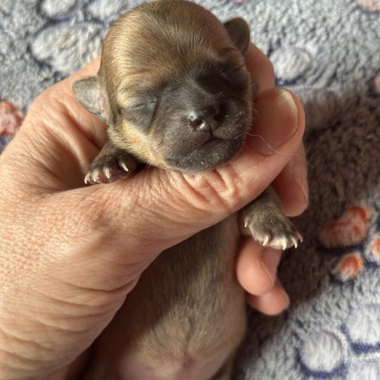 6e chiot (Portée Vik ❤ U2 2026) - Femelle Fauve charbonnée Femelle Chihuahua Poil Court