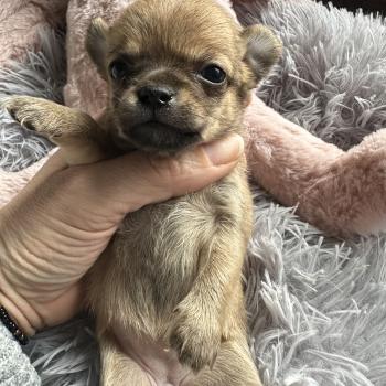 chiot Chihuahua Poil Court Fauve charbonnée Des Pierres de Lune