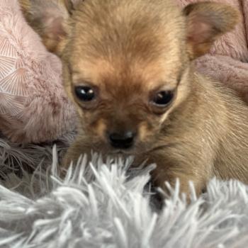 chiot Chihuahua Poil Court Fauve charbonnée F2 Des Pierres de Lune