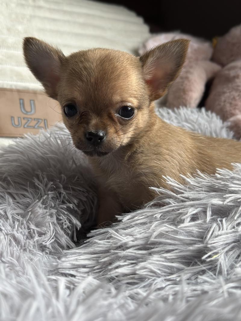 F2 Femelle Chihuahua Poil Court