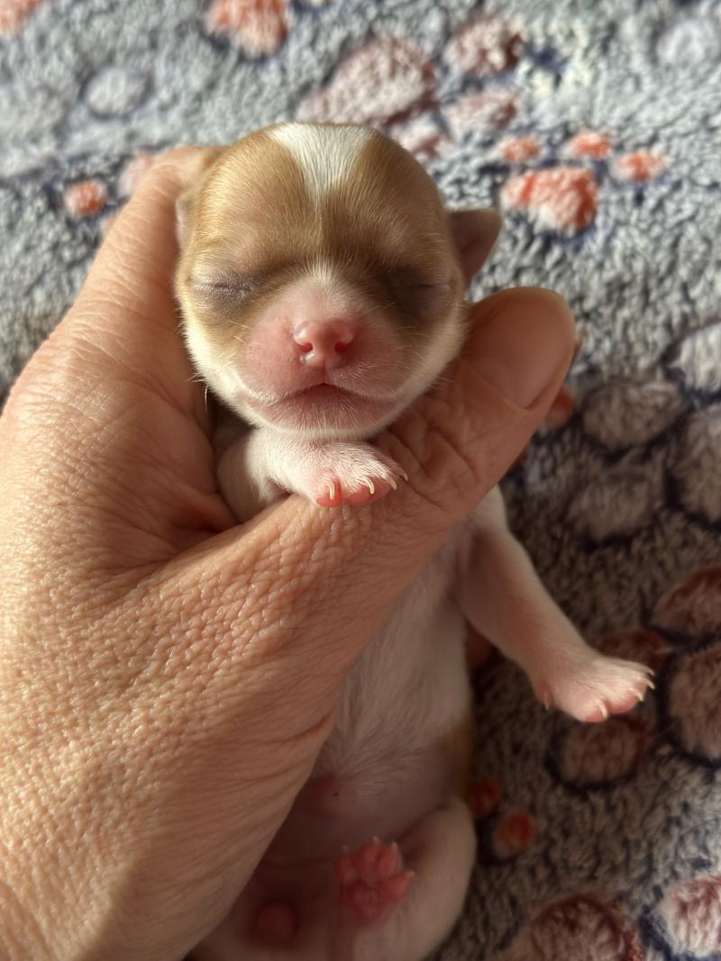 7e chiot (Portée Vik ❤ U2 2026) - Femelle Blanche et marron Femelle Chihuahua Poil Court