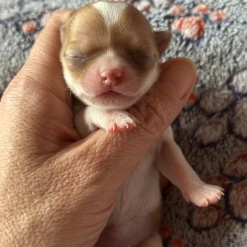 chiot Chihuahua Poil Court Blanche et marron Des Pierres de Lune