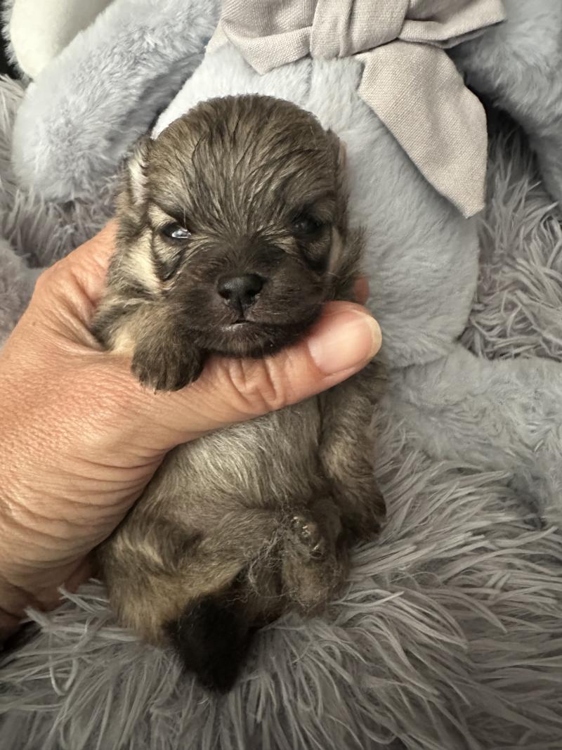 M1 Mâle Spitz allemand