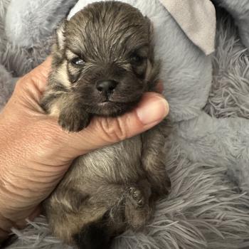 chiot Spitz allemand Sable Des Pierres de Lune