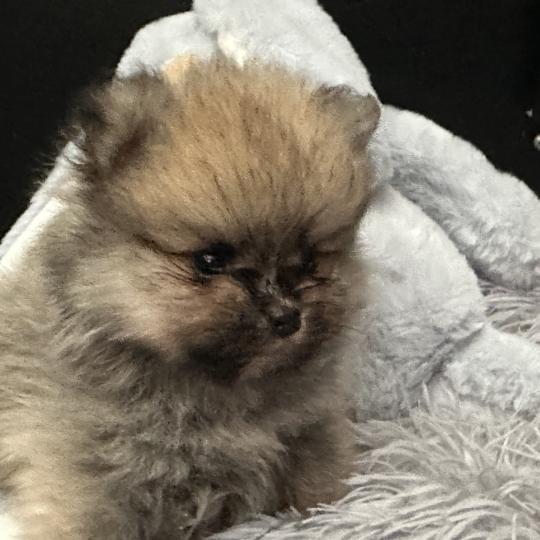 M1 Mâle Spitz allemand
