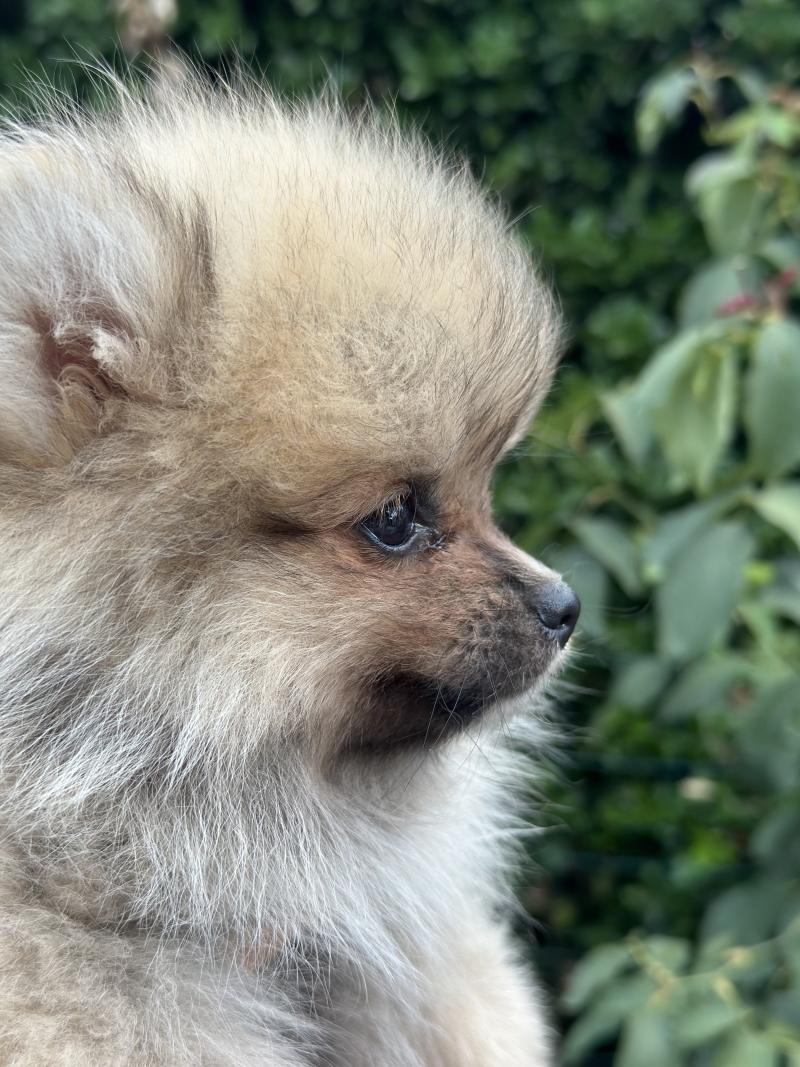 M1 Mâle Spitz allemand