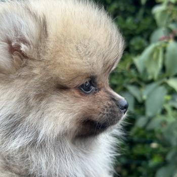 chiot Spitz allemand Sable M1 Des Pierres de Lune