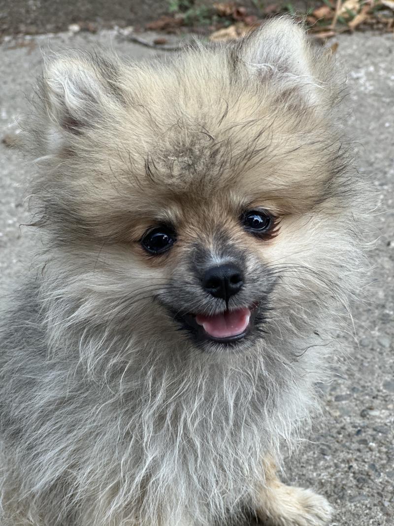 Bolt Mâle Spitz allemand