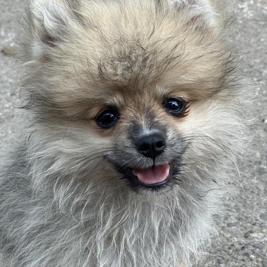 Bolt Mâle Spitz allemand