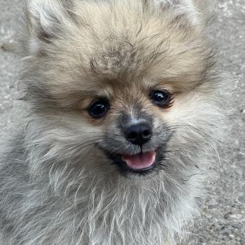chiot Spitz allemand Sable M1 Des Pierres de Lune