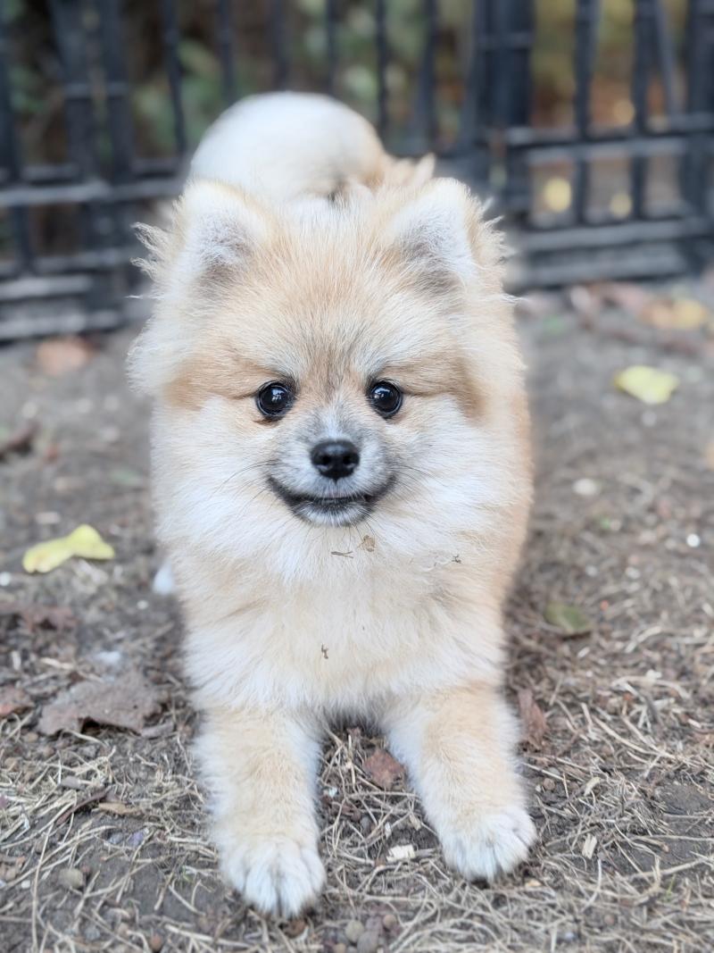 Bolt Mâle Spitz allemand