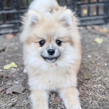 chiot Spitz allemand Sable Bolt Des Pierres de Lune