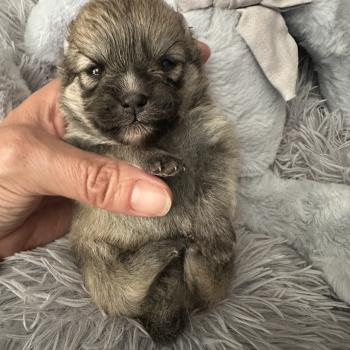 chiot Spitz allemand Sable Des Pierres de Lune