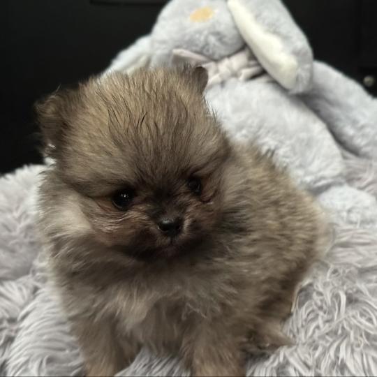 M2 Mâle Spitz allemand