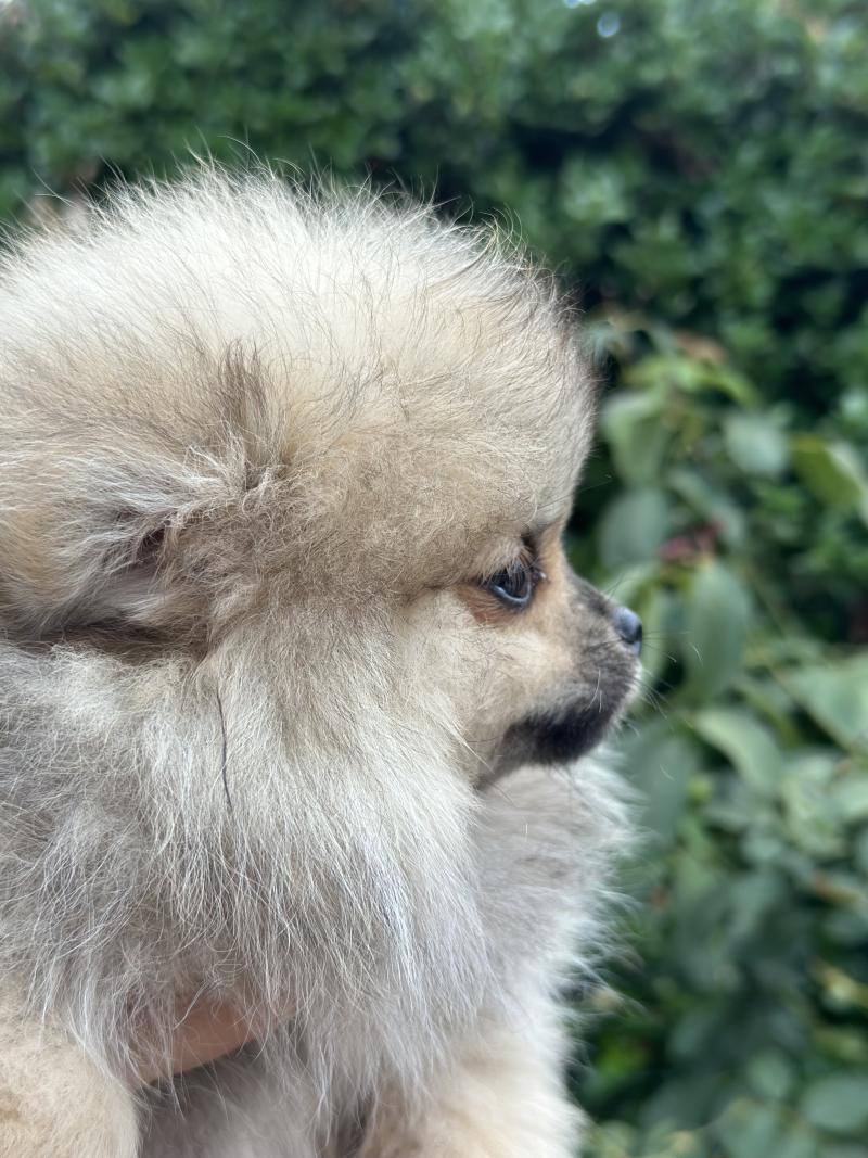 M2 Mâle Spitz allemand