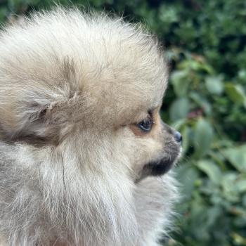 chiot Spitz allemand Sable M2 Des Pierres de Lune