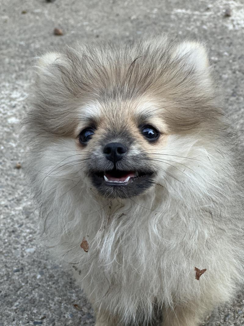 Bounty Mâle Spitz allemand