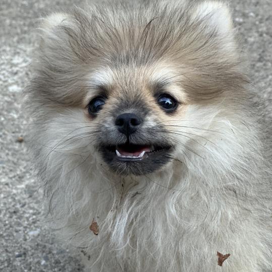 Bounty Mâle Spitz allemand