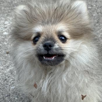 chiot Spitz allemand Sable M2 Des Pierres de Lune