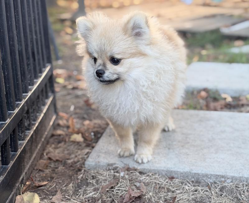 Bounty Mâle Spitz allemand