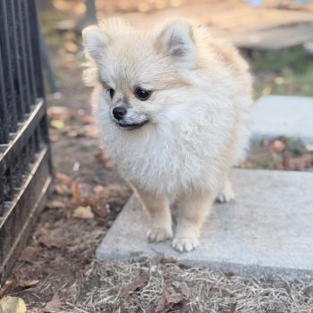 chiot Spitz allemand Sable Bounty Des Pierres de Lune