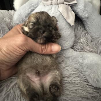 chiot Spitz allemand Sable Des Pierres de Lune
