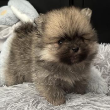 chiot Spitz allemand Sable M3 Des Pierres de Lune