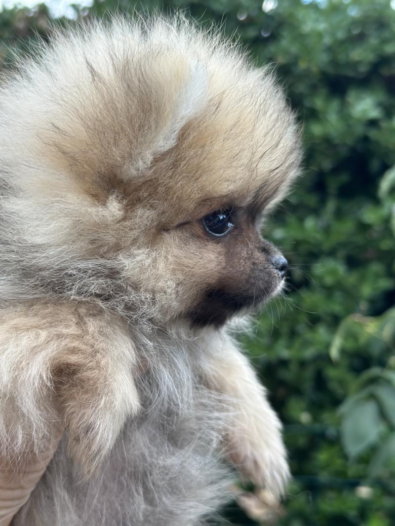 M3 Mâle Spitz allemand