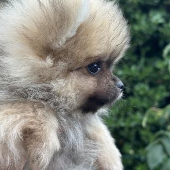 chiot Spitz allemand Sable M3 Des Pierres de Lune