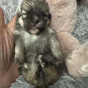 chiot Spitz allemand Sable Des Pierres de Lune