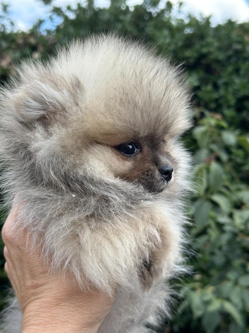 F1 Femelle Spitz allemand