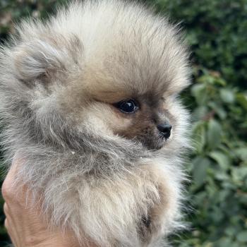 chiot Spitz allemand Sable F1 Des Pierres de Lune