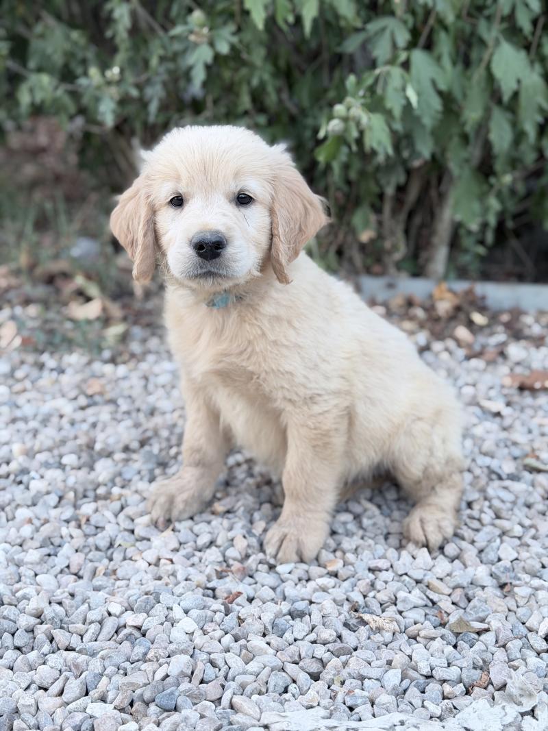 B Mâle Golden retriever